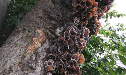 древесный гриб-1.png древесный гриб-1.png